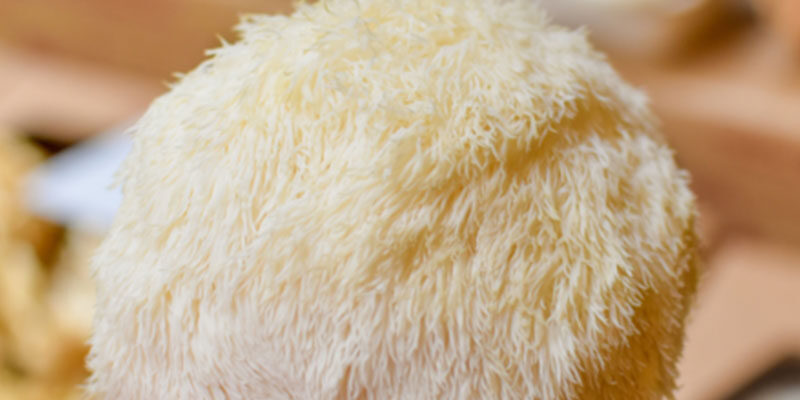 Lion's Mane Fruit Bodies