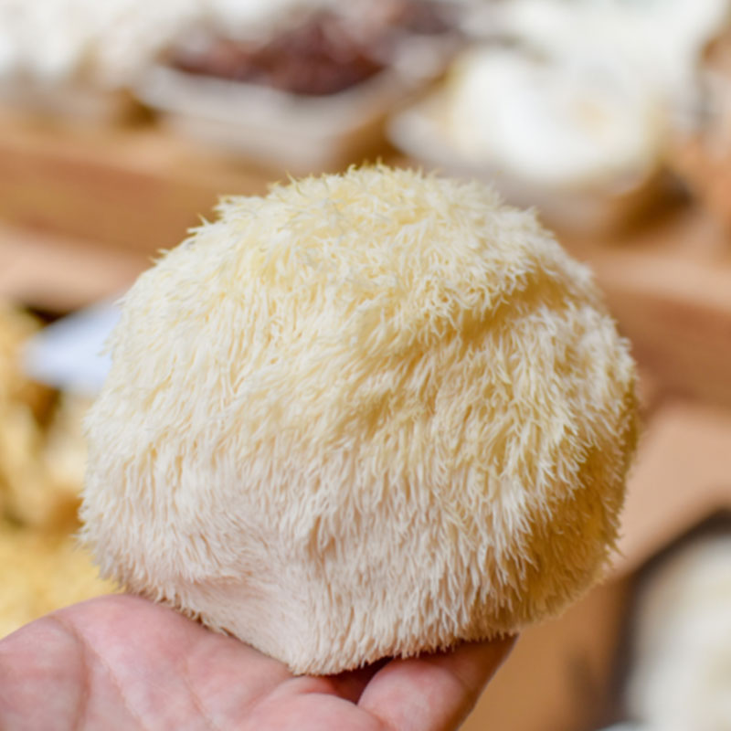 Lion's Mane Fruit Bodies